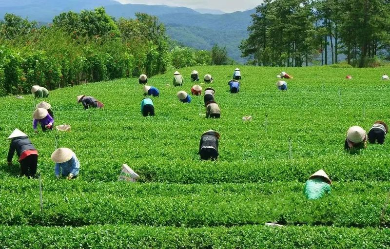 有关于茶产业新时代品牌建设迎来了发展方向标!的相关内容