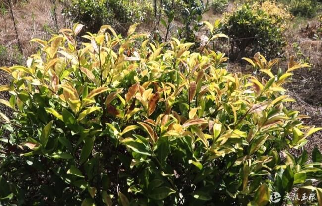 有关于干旱持续 玉环千亩茶叶经受“烤验”的相关信息