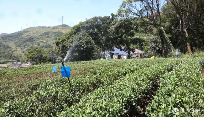 有关于干旱持续 玉环千亩茶叶经受“烤验”的相关信息(3)