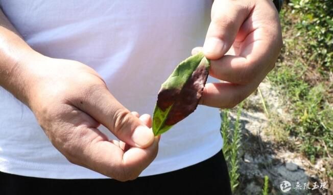 有关于干旱持续 玉环千亩茶叶经受“烤验”的相关信息(2)