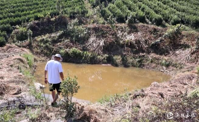 有关于干旱持续 玉环千亩茶叶经受“烤验”的相关信息(1)