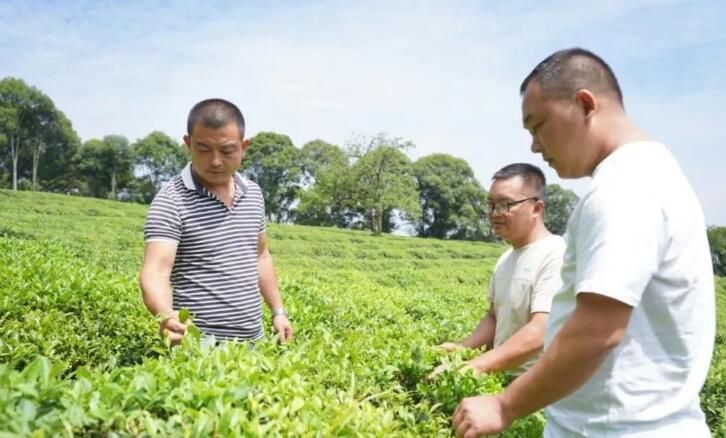 有关于贵州岑巩：“一片小茶叶”撑起亿元大产值的内容(3)