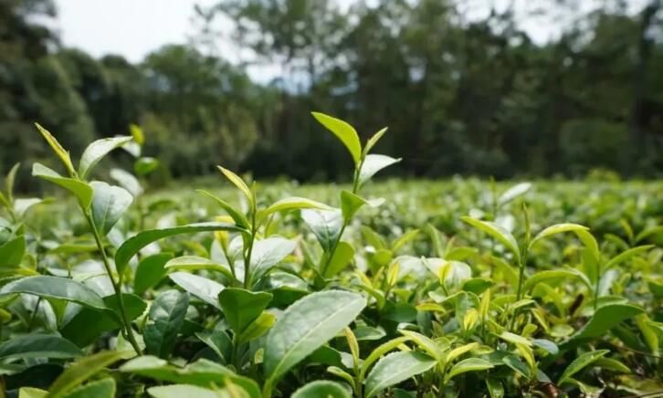 有关于贵州岑巩：“一片小茶叶”撑起亿元大产值的内容(2)