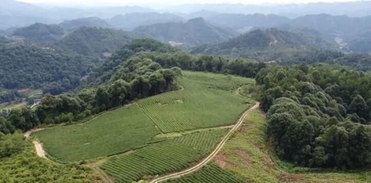 有关于贵州岑巩：“一片小茶叶”撑起亿元大产值的内容
