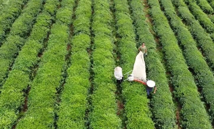 有关于贵州岑巩：“一片小茶叶”撑起亿元大产值的内容(1)