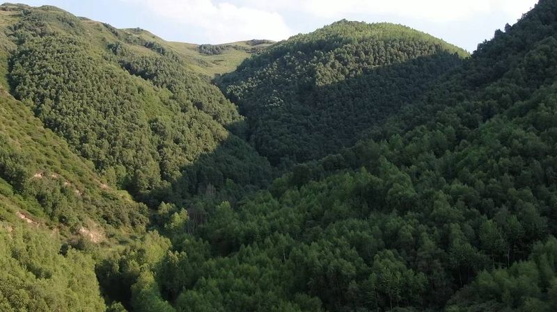 关于青海湟源：“茶马商都”高质量发展的新实践的最新消息(1)