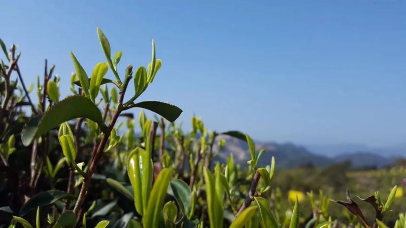 关于8月茶行业资讯汇总的资讯(1)