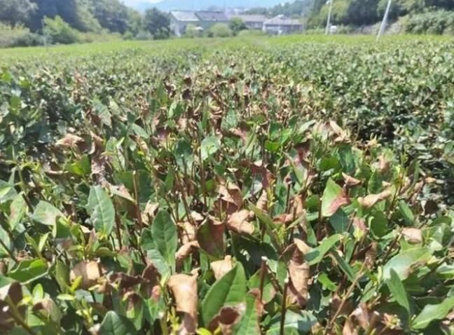 关于8月茶行业资讯汇总的资讯(6)