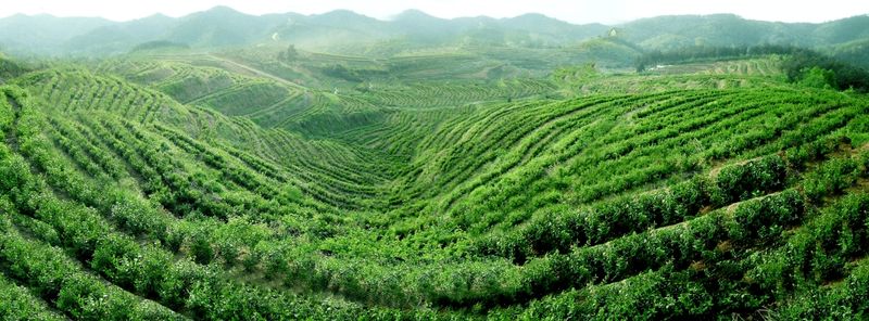 有关于河南光山:茶乡茶香 敖洼人的幸福密码的相关信息(1)