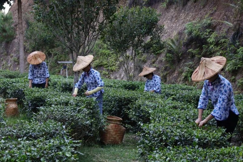 有关于茶产业发展机遇地！这座南方小城凭什么串联起民族茶香？的消息(9)