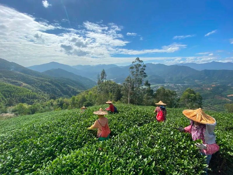 有关于茶产业发展机遇地！这座南方小城凭什么串联起民族茶香？的消息(13)