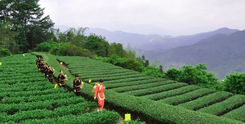 有关于茶产业发展机遇地！这座南方小城凭什么串联起民族茶香？的消息(7)