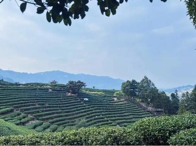 有关于三江县推进茶产业发展,打响三江茶品牌的资讯(3)