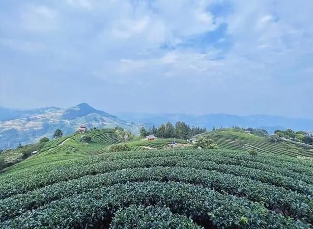 有关于三江县推进茶产业发展,打响三江茶品牌的资讯