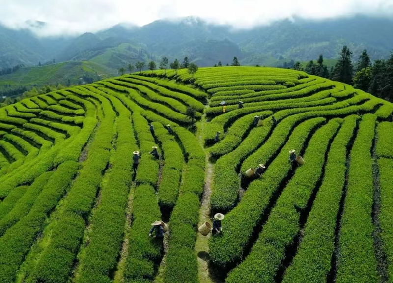 关于茗星茶艺师第九届全国评选大赛粤港澳赛区·澳门分赛圆满结束！的信息(20)