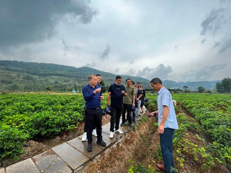 有关于湖南省：永定区政协委员齐聚共话莓茶产业发展蓝图的相关内容(5)