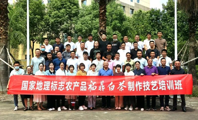 有关于国家地理标志农产品福鼎白茶制作技艺培训班成功举办的内容(1)