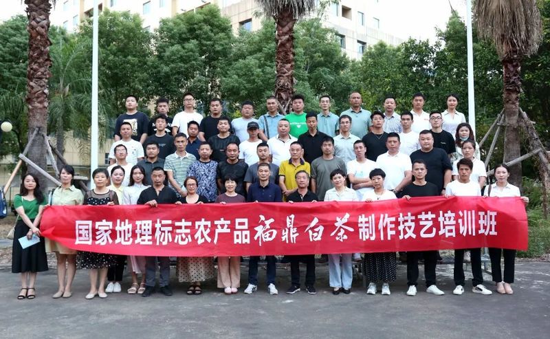 有关于国家地理标志农产品福鼎白茶制作技艺培训班成功举办的内容