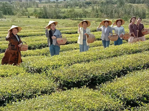 有关于高兴镇白云村“茶园托管”助力茶产业高质量发展的相关信息(3)