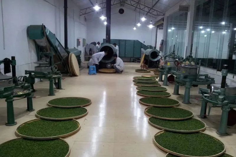有关于高兴镇白云村“茶园托管”助力茶产业高质量发展的相关信息(2)