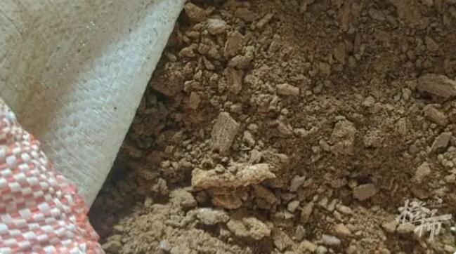 有关于在茶树边埋菜籽饼，西湖龙井茶进入最后一轮养护时间的相关内容