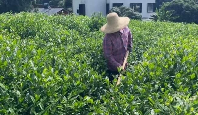 有关于在茶树边埋菜籽饼，西湖龙井茶进入最后一轮养护时间的相关内容(2)
