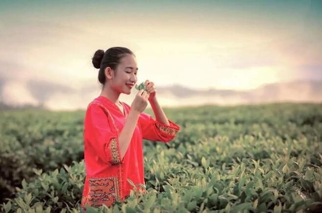 关于白沙：生态优势实现绿色崛起 培育壮大白沙茶品牌的消息(1)