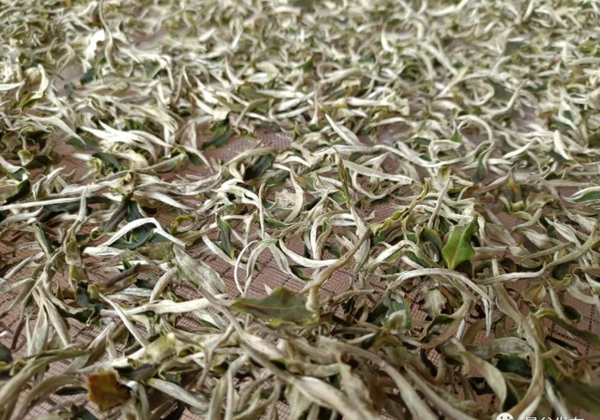 关于重新定义“一杯好白茶”,普洱正在这样做!的消息(3)