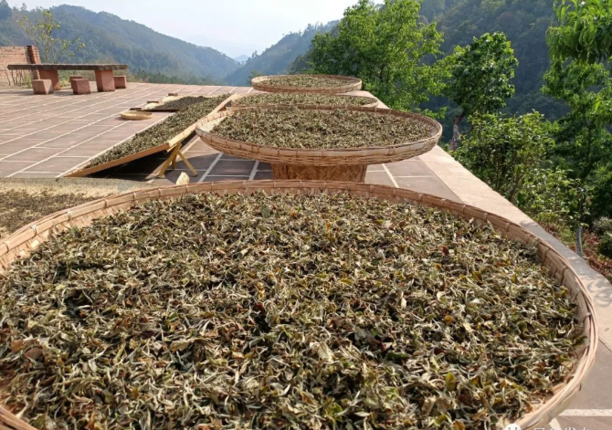 关于重新定义“一杯好白茶”,普洱正在这样做!的消息(2)