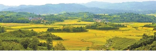 关于德宏阿昌山乡秋意浓茶飘香的内容