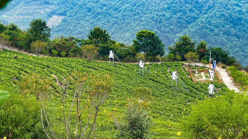 关于福鼎市茶文化研究会成功举办2022年第七期“茶文旅融合”主题读书会！的最新消息(22)