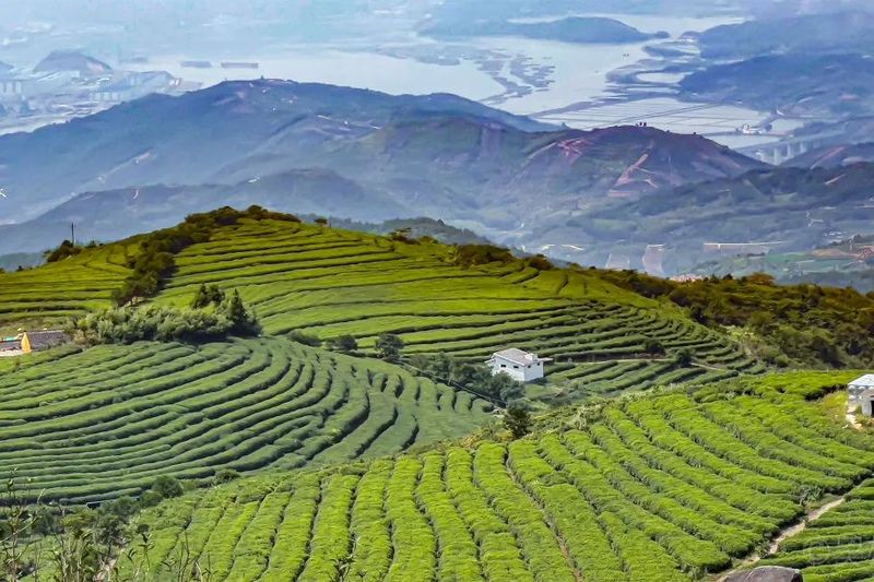 关于福鼎市茶文化研究会成功举办2022年第七期“茶文旅融合”主题读书会!的最新消息(4)