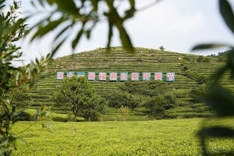 关于福鼎市茶文化研究会成功举办2022年第七期“茶文旅融合”主题读书会!的最新消息(1)