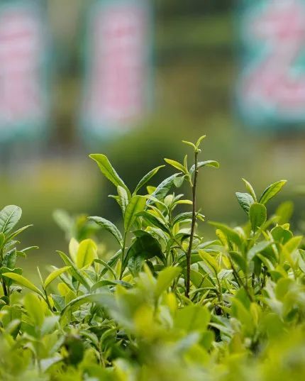 关于福鼎市茶文化研究会成功举办2022年第七期“茶文旅融合”主题读书会!的最新消息(3)