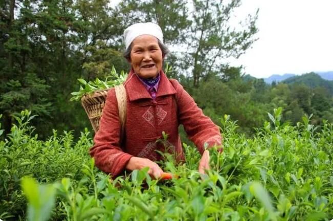 有关于达州市:秋茶俏 茶农笑 “一片叶子”铺就乡村振兴致富路的消息