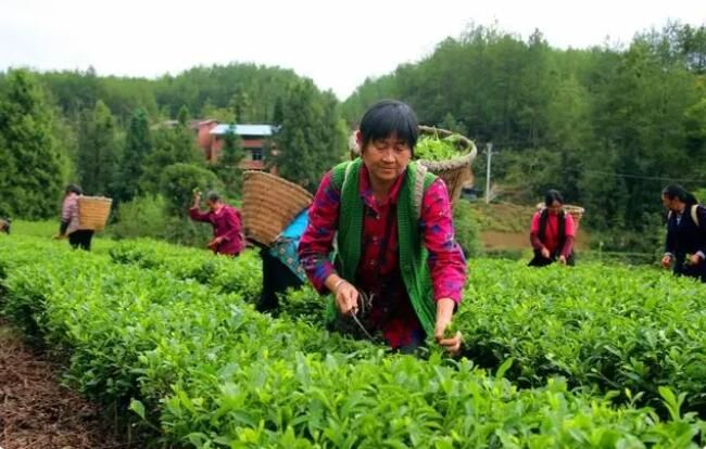有关于达州市:秋茶俏 茶农笑 “一片叶子”铺就乡村振兴致富路的消息(1)