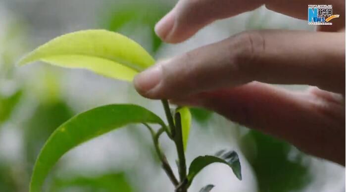 关于景迈山：勾勒幸福画卷的古茶山的消息(3)