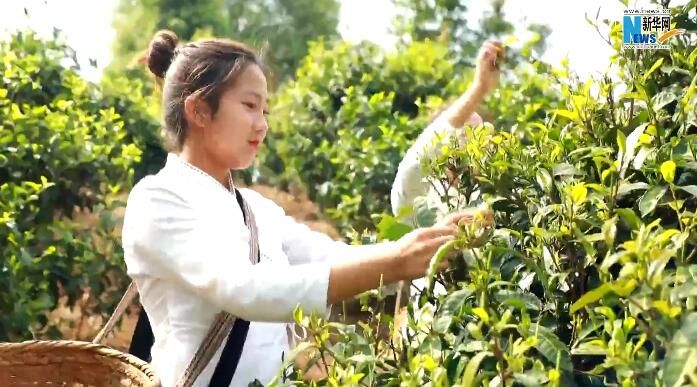 关于景迈山：勾勒幸福画卷的古茶山的消息(1)