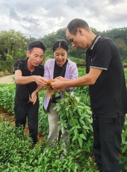 关于助推平价茶,南平寻找“三茶”统筹发展的新实践的消息(1)