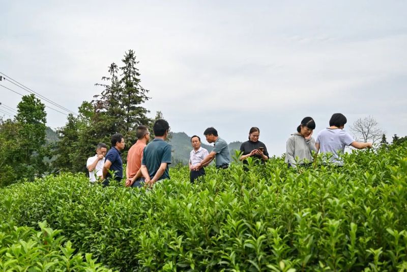 关于祁门县政协：茶园绿色防控“化风成俗”的资讯
