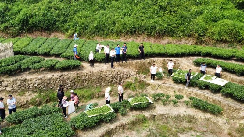 有关于贺州市茶叶企业机械采茶推广现场会在昭平县召开的内容