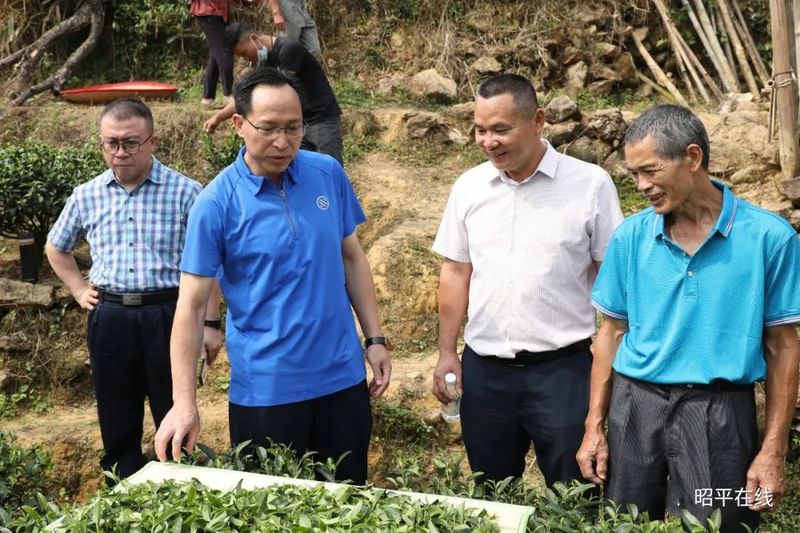 有关于贺州市茶叶企业机械采茶推广现场会在昭平县召开的内容(1)