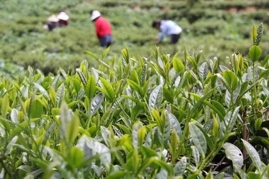 有关于腾冲:“小茶叶”变身乡村振兴的“大产业”的消息
