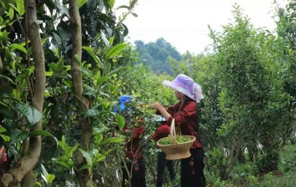 有关于腾冲:“小茶叶”变身乡村振兴的“大产业”的消息(1)