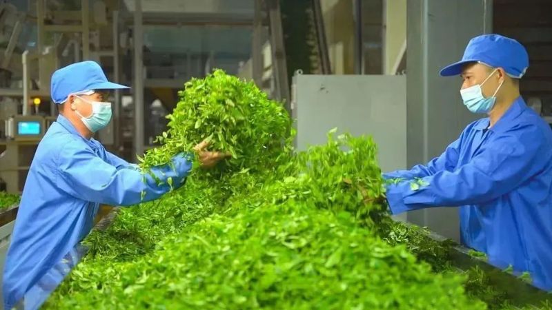关于大力发展六堡茶产业，全力打响昭平“一片叶子”品牌的新闻(4)