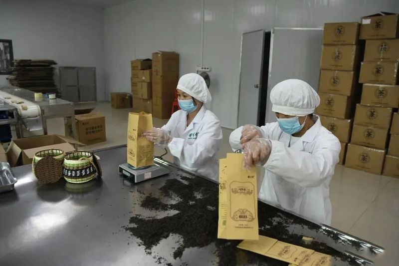 关于大力发展六堡茶产业，全力打响昭平“一片叶子”品牌的新闻(1)