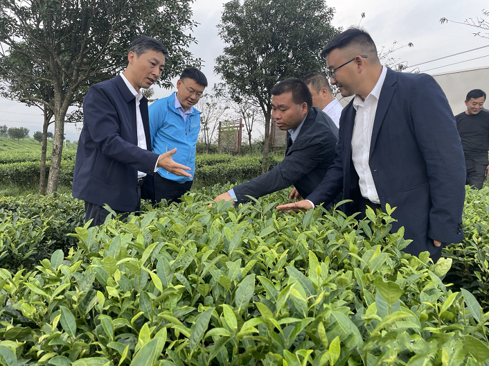 有关于六盘水市人民政府副市长臧侃调研茶叶“万元田”建设工作的信息