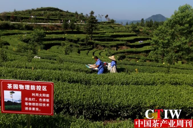 有关于四川高县：抢抓晚秋茶叶生产“最后一桶金”的相关信息(2)