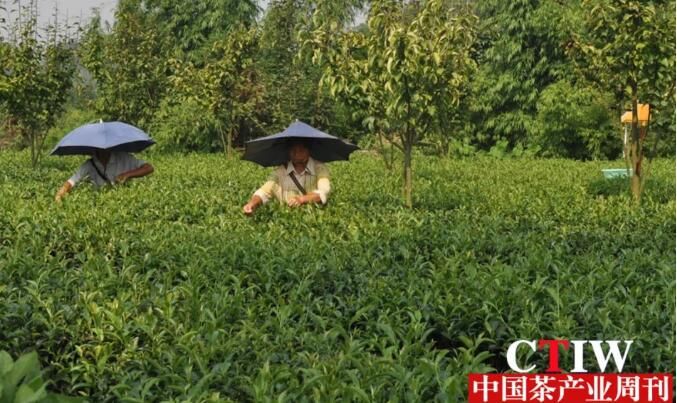 有关于四川高县：抢抓晚秋茶叶生产“最后一桶金”的相关信息(3)