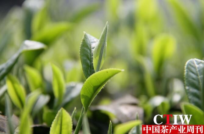 有关于四川高县：抢抓晚秋茶叶生产“最后一桶金”的相关信息(1)